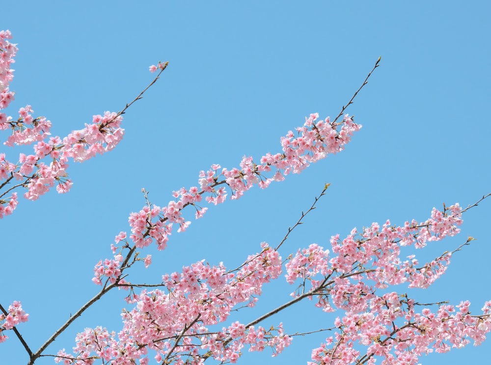 pink flowers are blooming on the branches of a tree