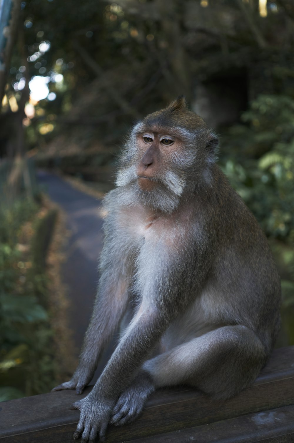 a monkey sitting on top of a wooden fence