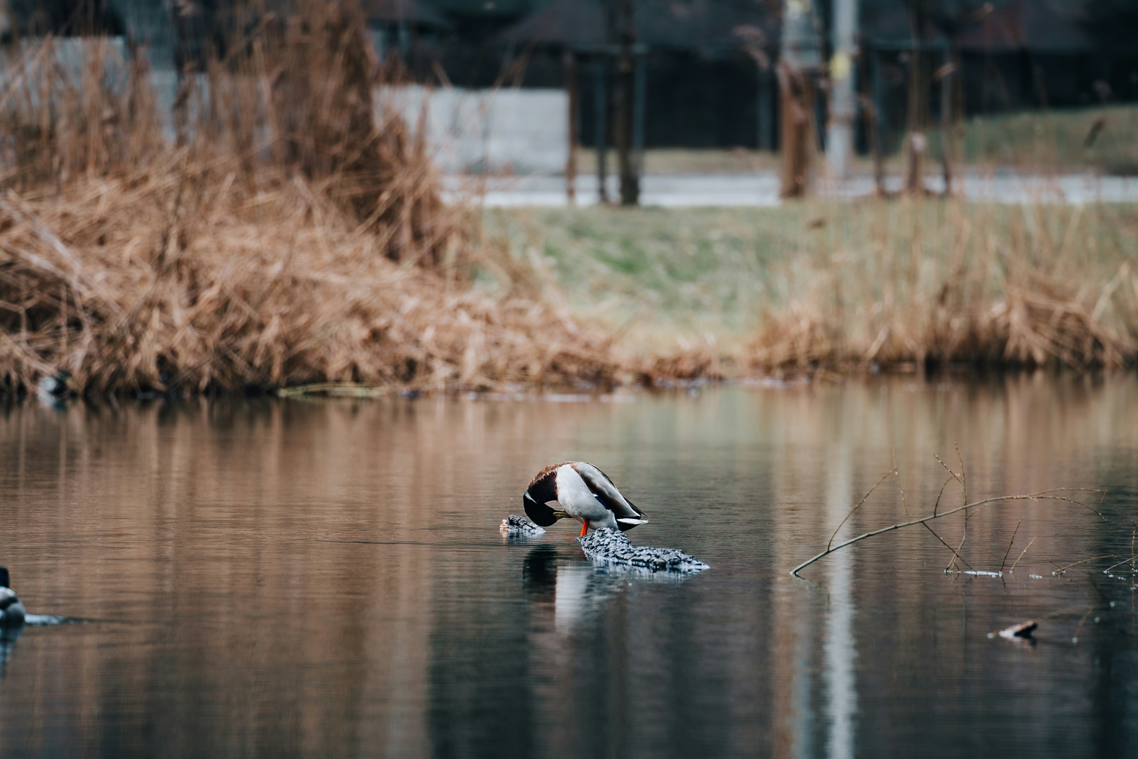 Photo by khodzinskyi