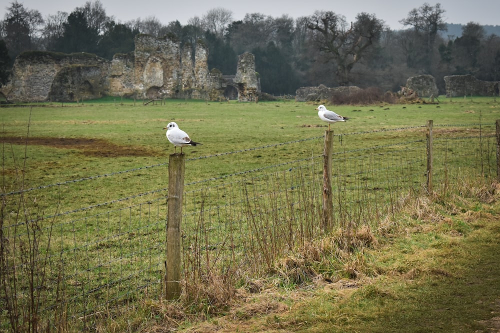 two seagulls sitting on top of a fence in a field