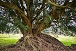 An ancient tree with deep roots and sprawling branches.
