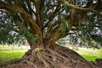 An ancient tree with a massive, gnarled trunk and sprawling roots extending across the ground. The branches spread widely, covered with dense, green foliage. The background features a grassy field with a faint view of a stone structure, possibly a wall or building, indicating a rural setting.
