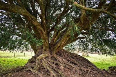 An ancient tree with a massive, gnarled trunk and sprawling roots extending across the ground. The branches spread widely, covered with dense, green foliage. The background features a grassy field with a faint view of a stone structure, possibly a wall or building, indicating a rural setting.