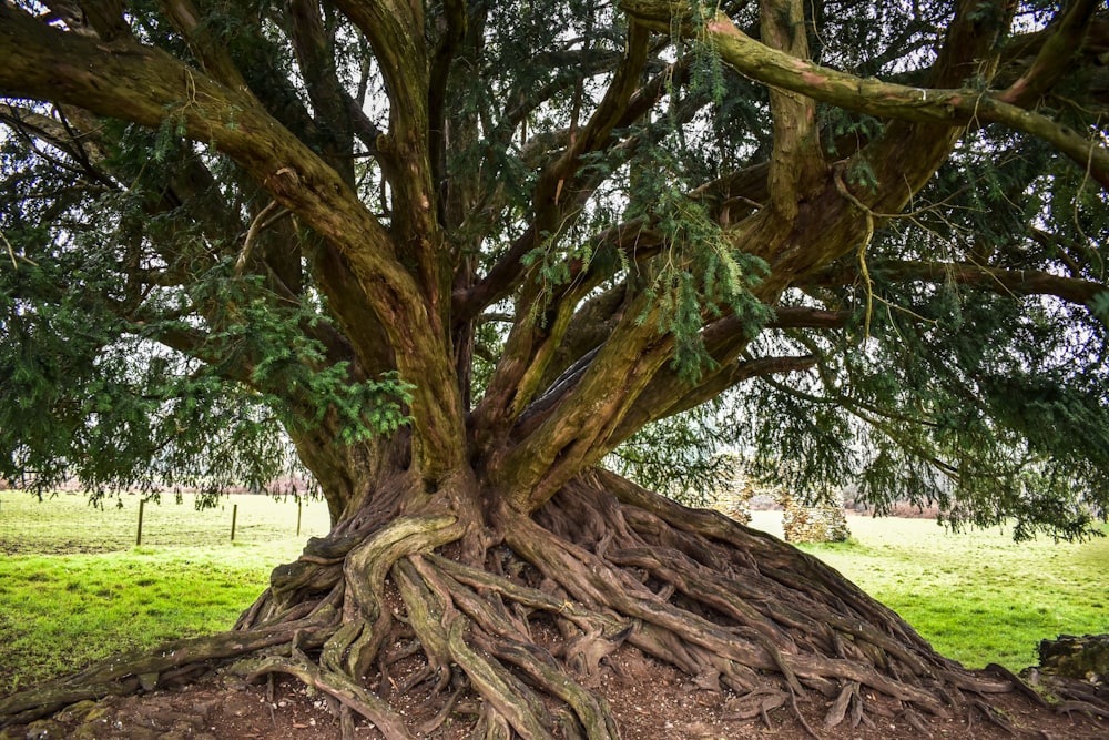 a large tree with a very large root