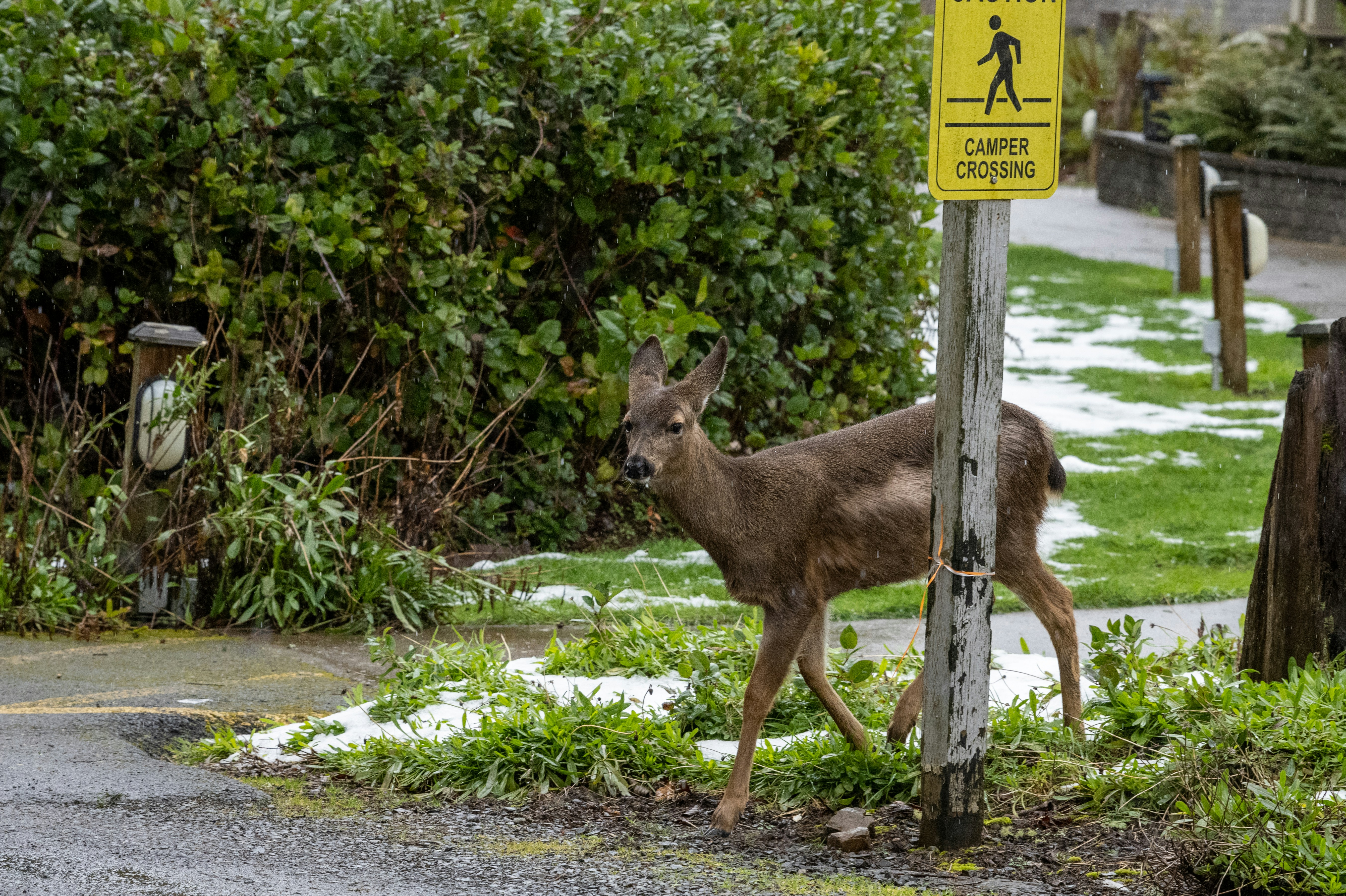a deer that is standing next to a pole
