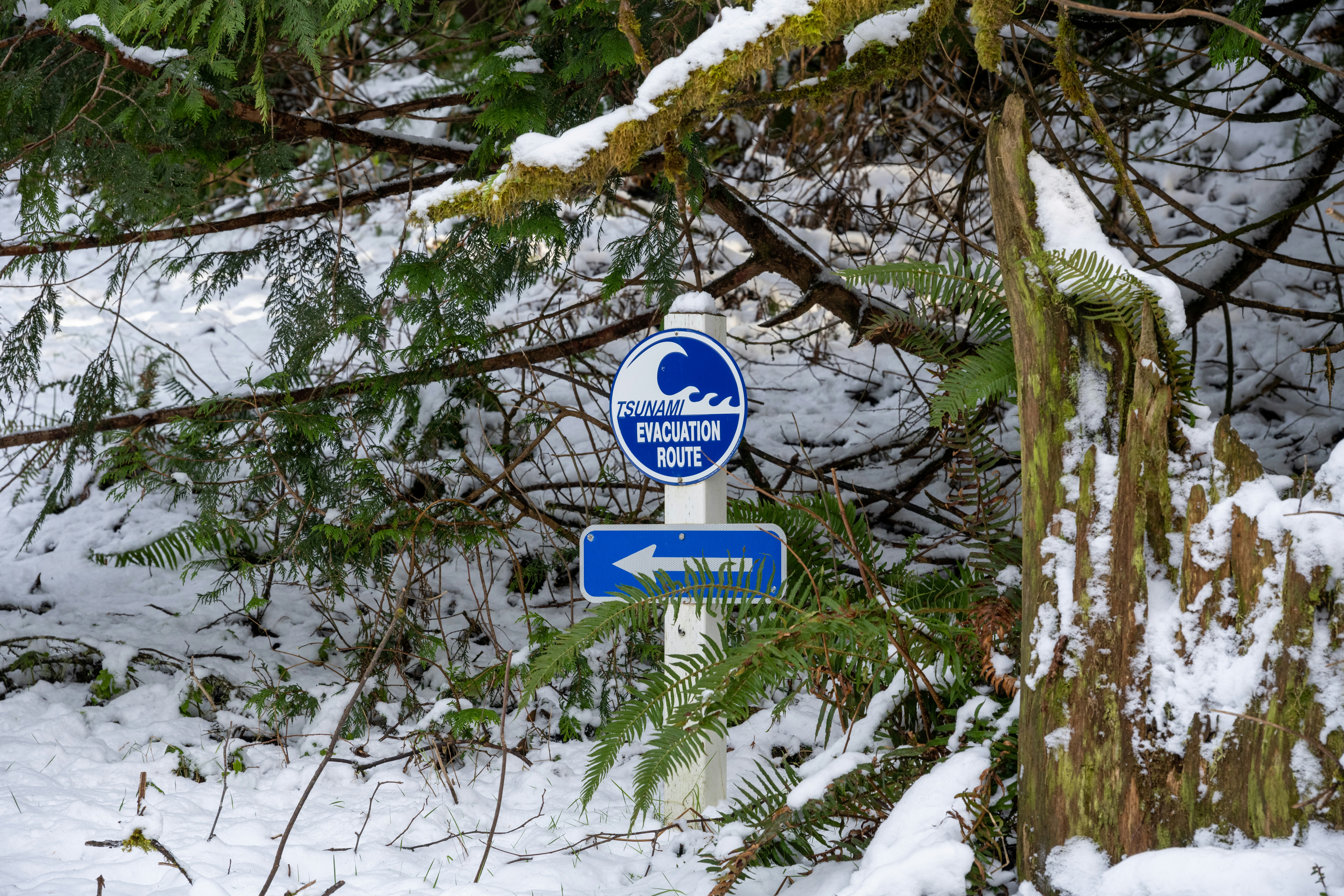 a blue street sign sitting next to a tree covered in snow