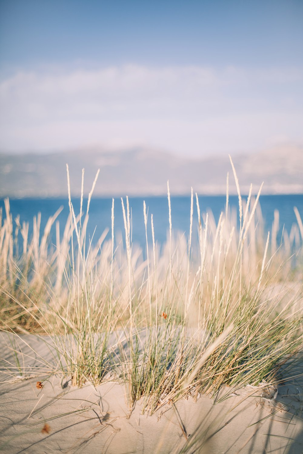 the grass is growing out of the sand