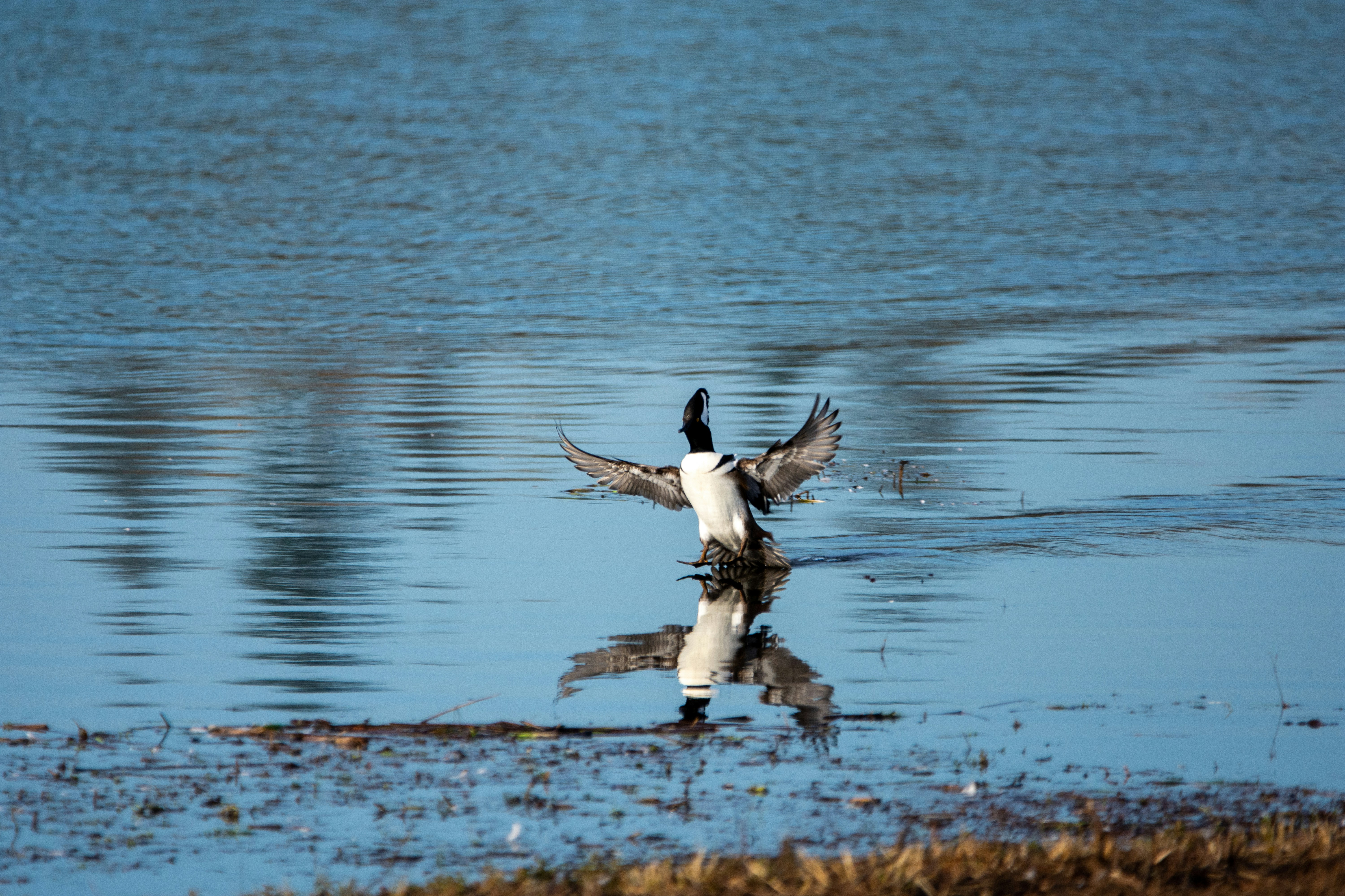 Photo by gregroll1234_