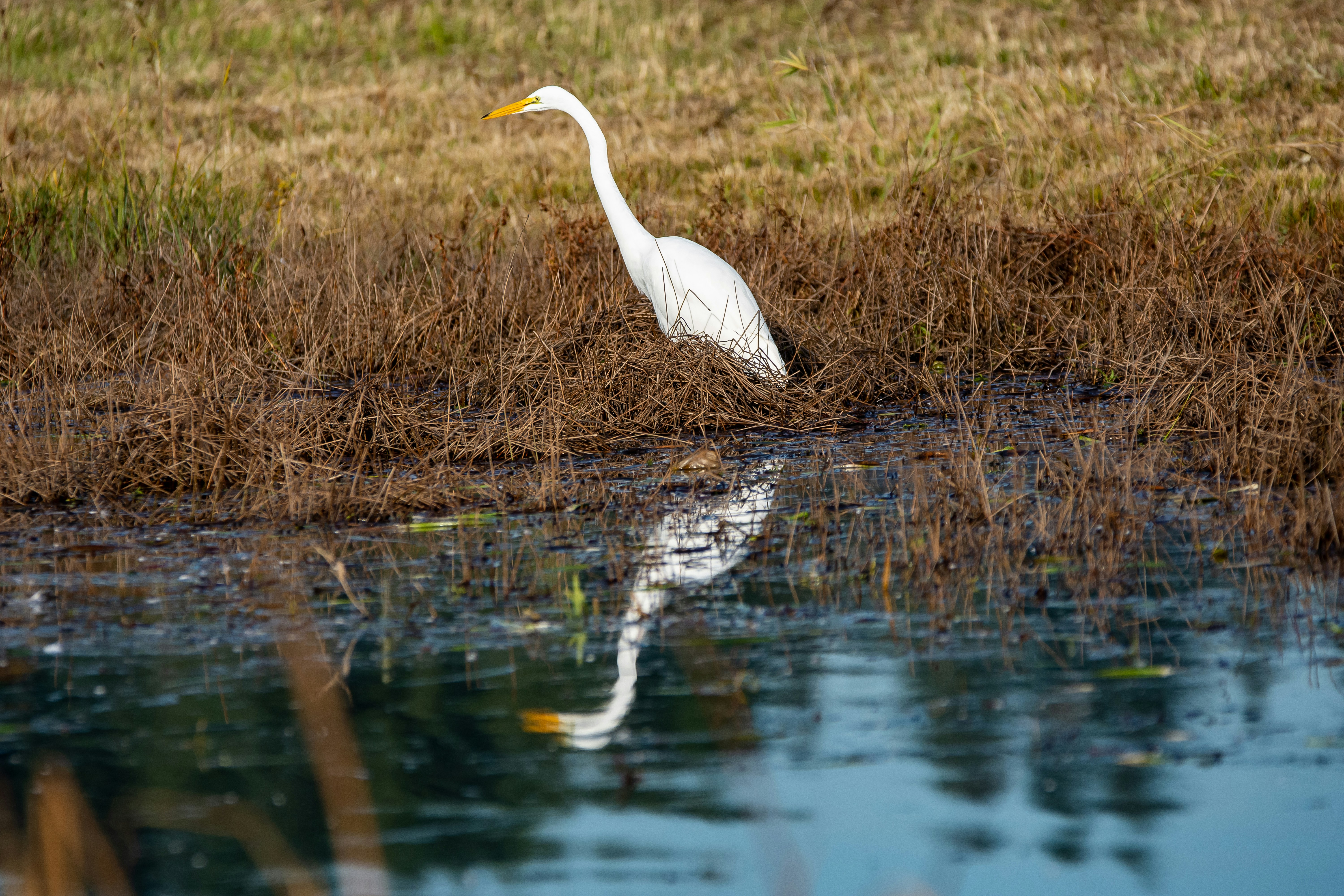 Photo by gregroll1234_