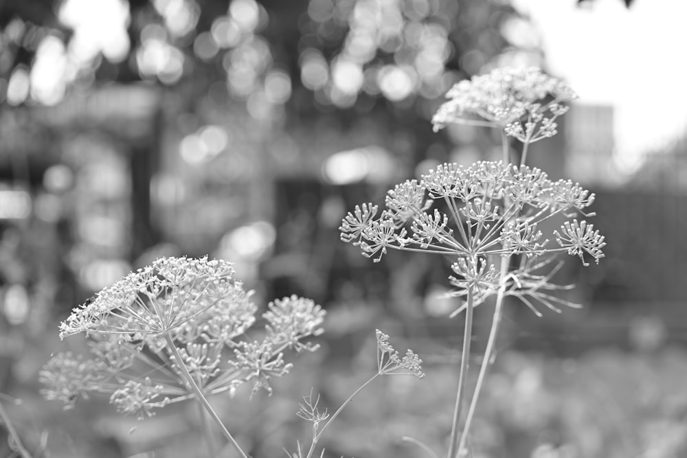 a black and white photo of some flowers