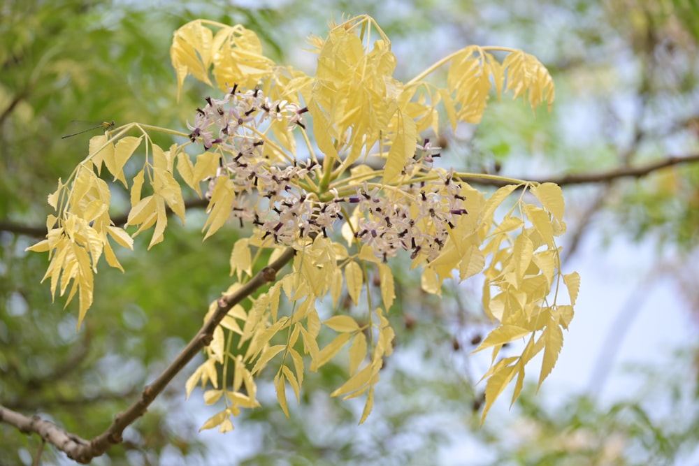 a close up of a tree with yellow leaves