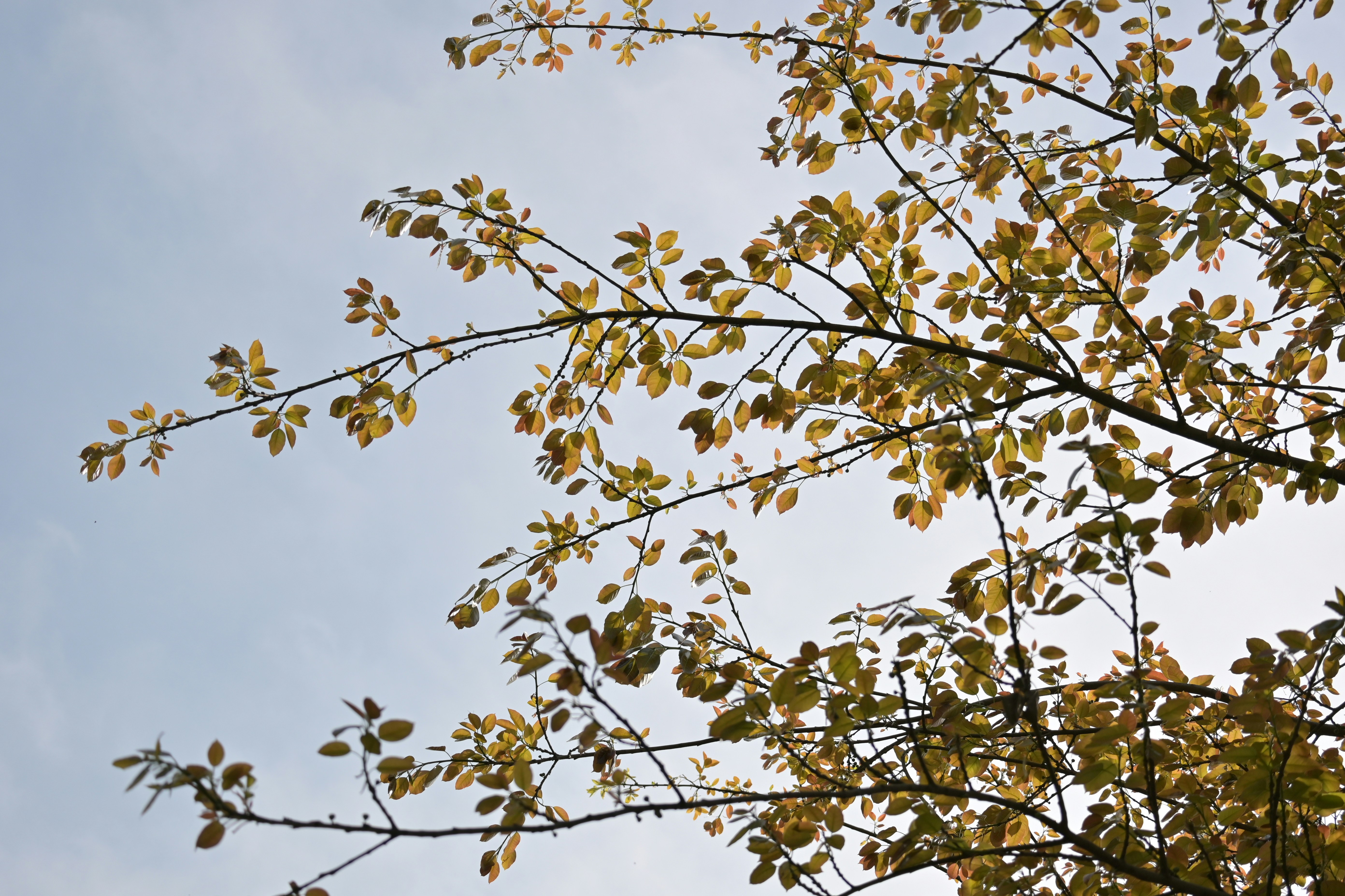 a leafy tree with a blue sky in the background