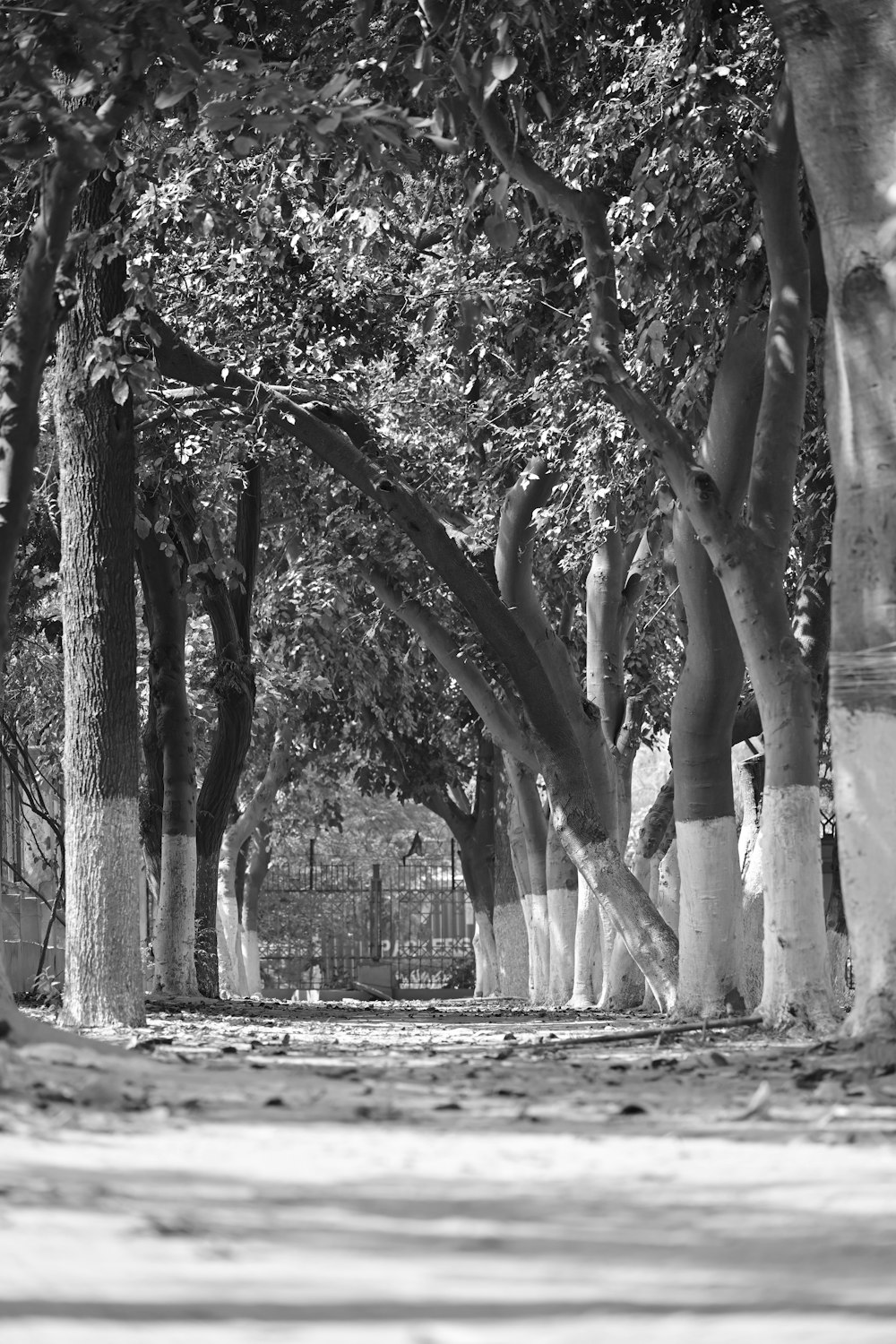 a black and white photo of a tree lined street