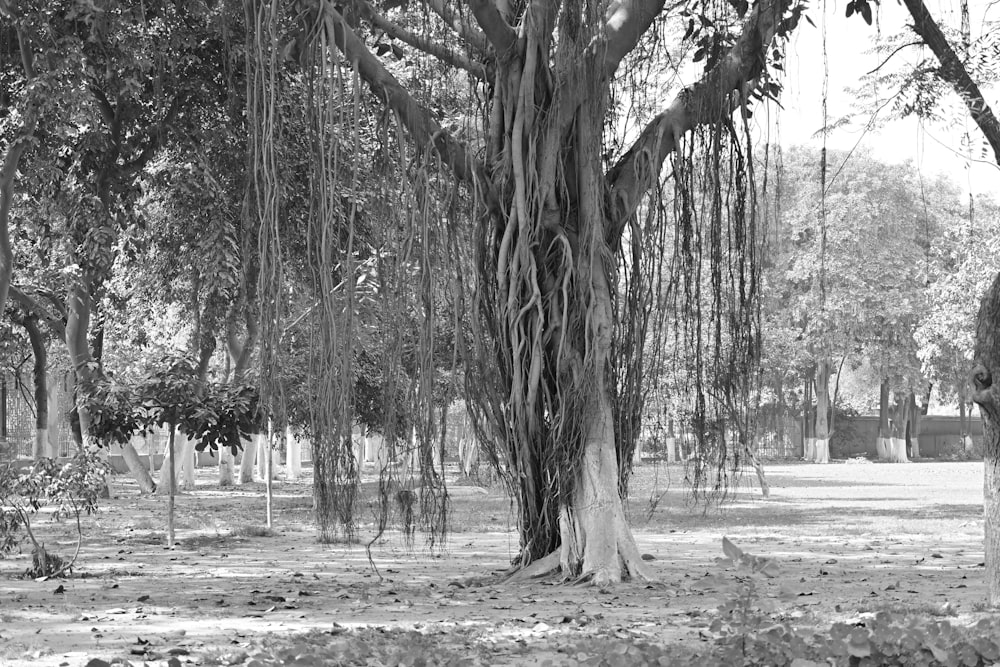 a black and white photo of a tree in a park