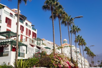 a row of palm trees next to a white building