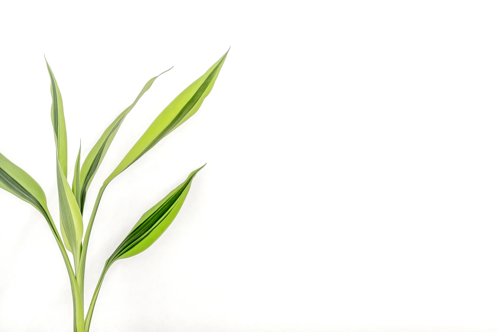 a green plant with long leaves on a white background