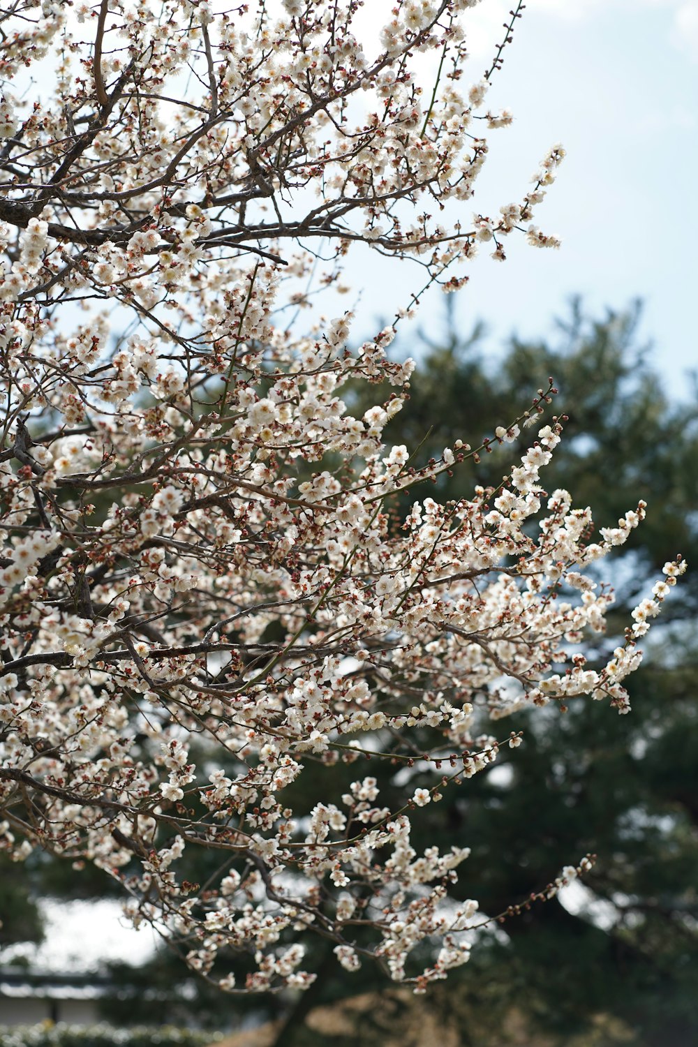 a tree with lots of white flowers on it