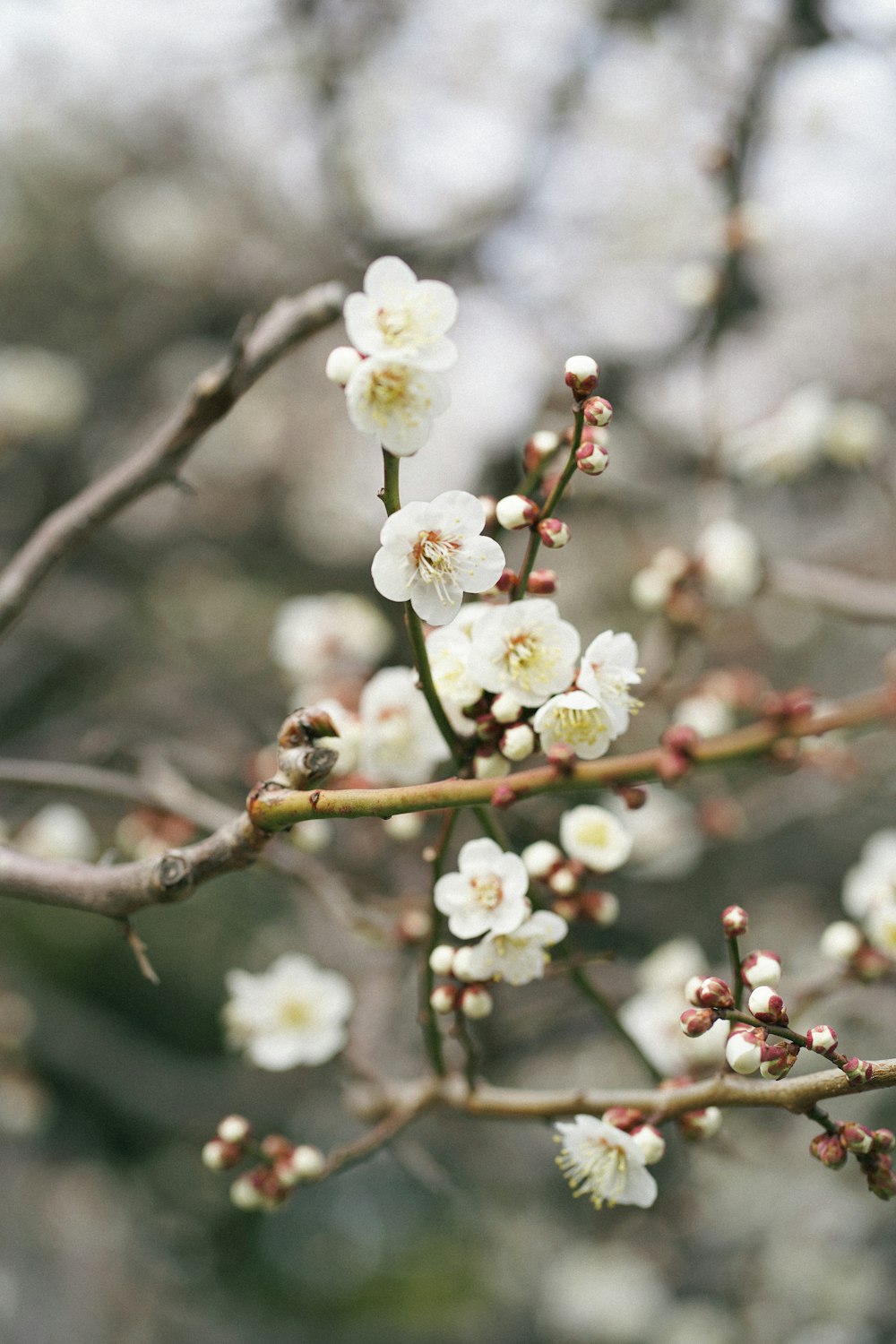 a close up of a tree with white flowers