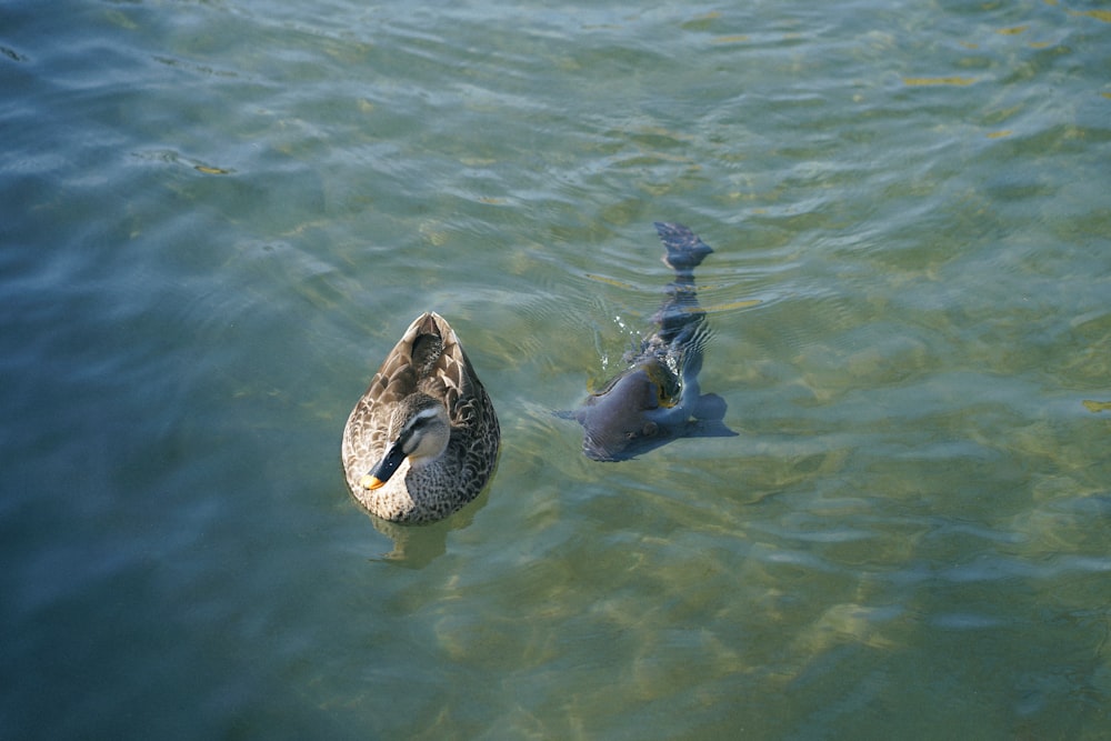 Eine Ente und ein Fisch schwimmen im Wasser