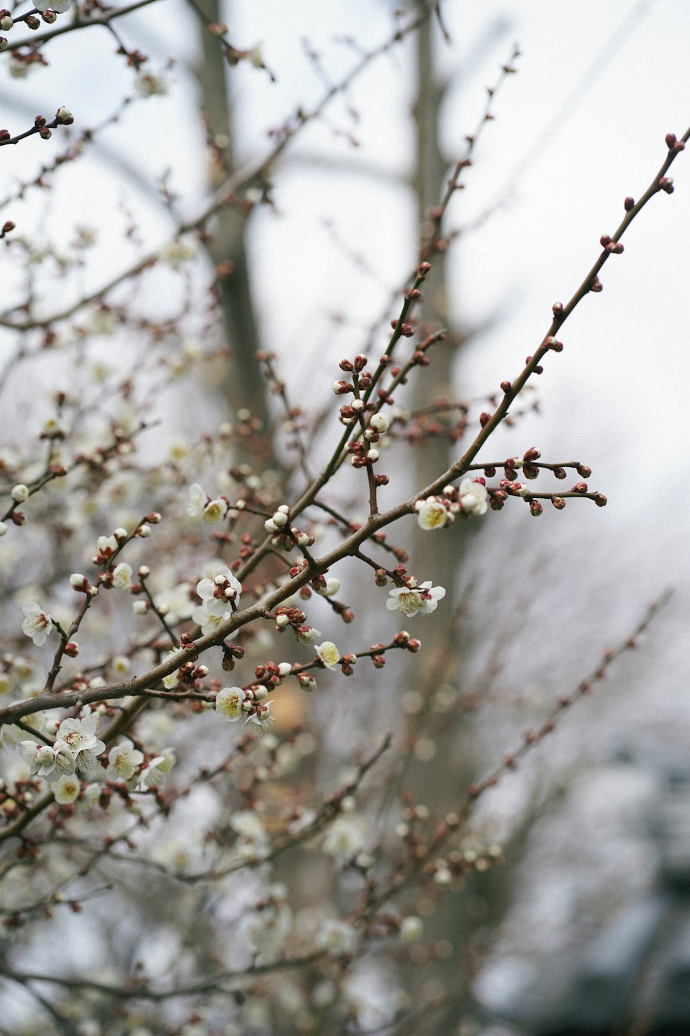 a tree with white flowers in front of a building