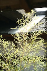 Sunlight filters through a bamboo plant in the foreground, casting intricate shadows and highlights on the leaves. The backdrop includes a portion of a traditional structure with a dark roof and a section of white wall, contributing to a serene and natural atmosphere.