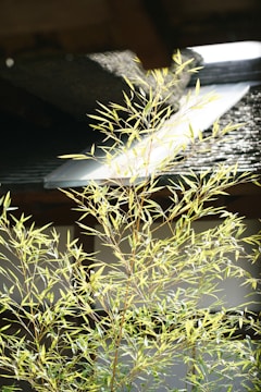 Sunlight filters through a bamboo plant in the foreground, casting intricate shadows and highlights on the leaves. The backdrop includes a portion of a traditional structure with a dark roof and a section of white wall, contributing to a serene and natural atmosphere.