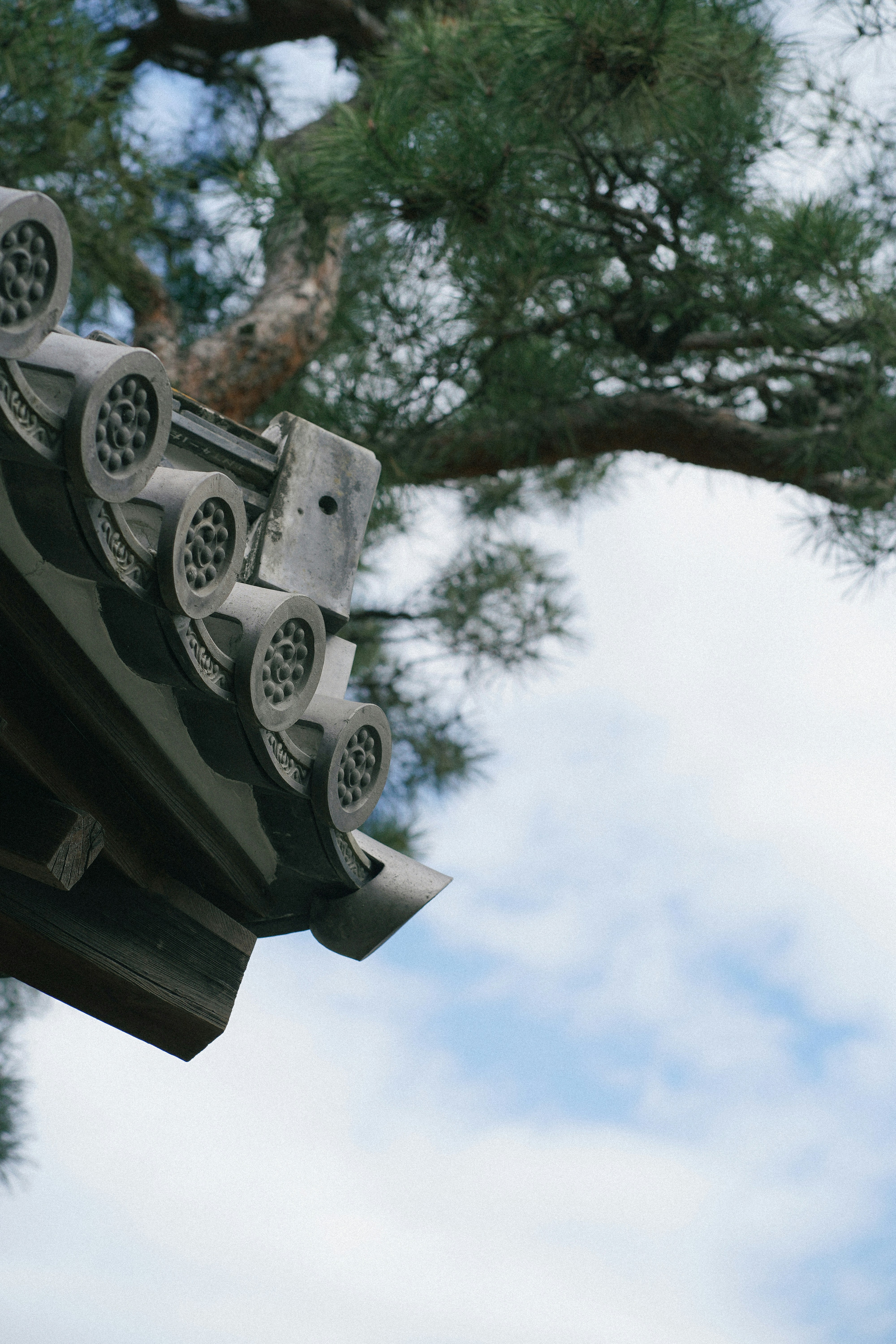 a close up of a roof with a tree in the background