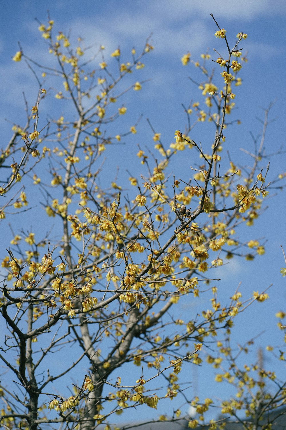 a tree with yellow flowers in the foreground and a blue sky in the background