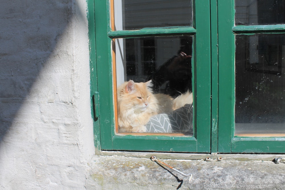 a cat sitting on a window sill looking out