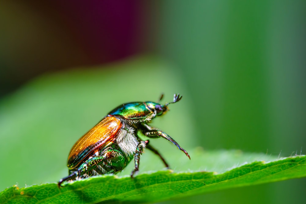 a close up of a beetle on a green leaf