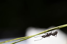 Close-up of pest control spray targeting ant infestation outdoors.