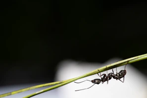Macro shot capturing the detail of an ant’s antenna against a vivid green background