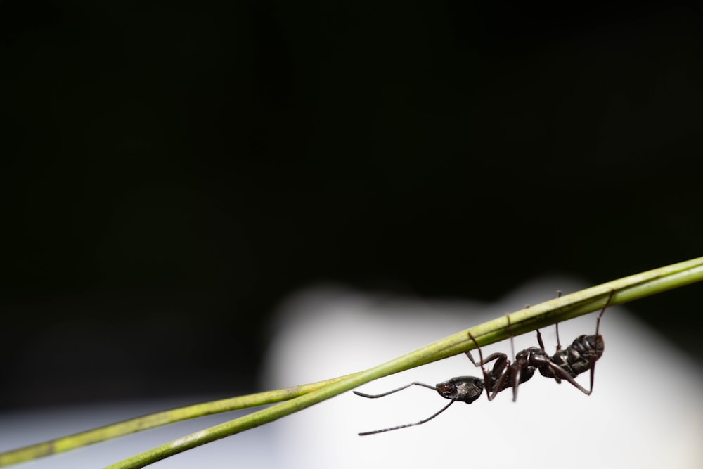 a couple of ants standing on top of a green plant