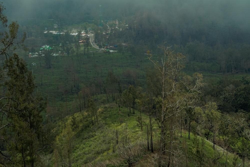 a lush green forest filled with lots of trees