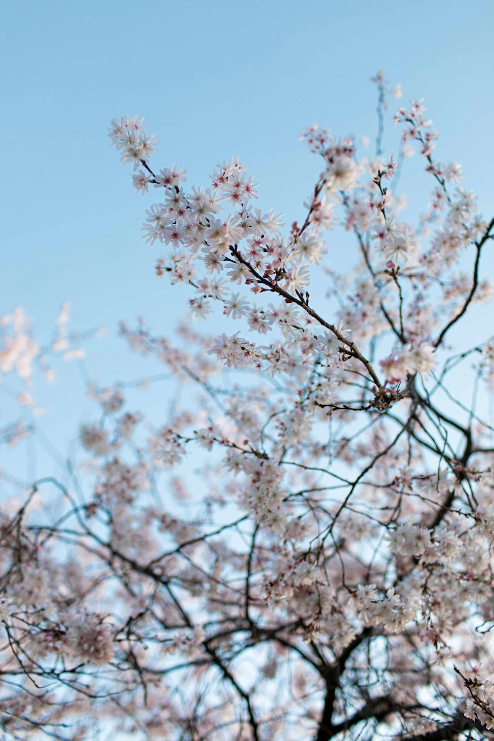 a bird sitting on a branch of a tree