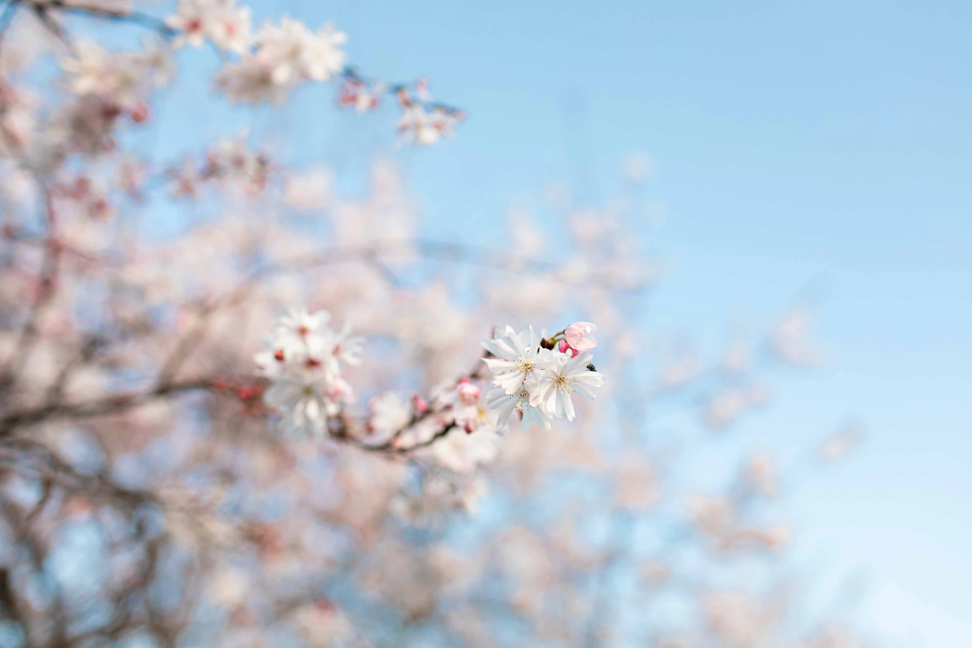 a bee is sitting on a flowered tree branch