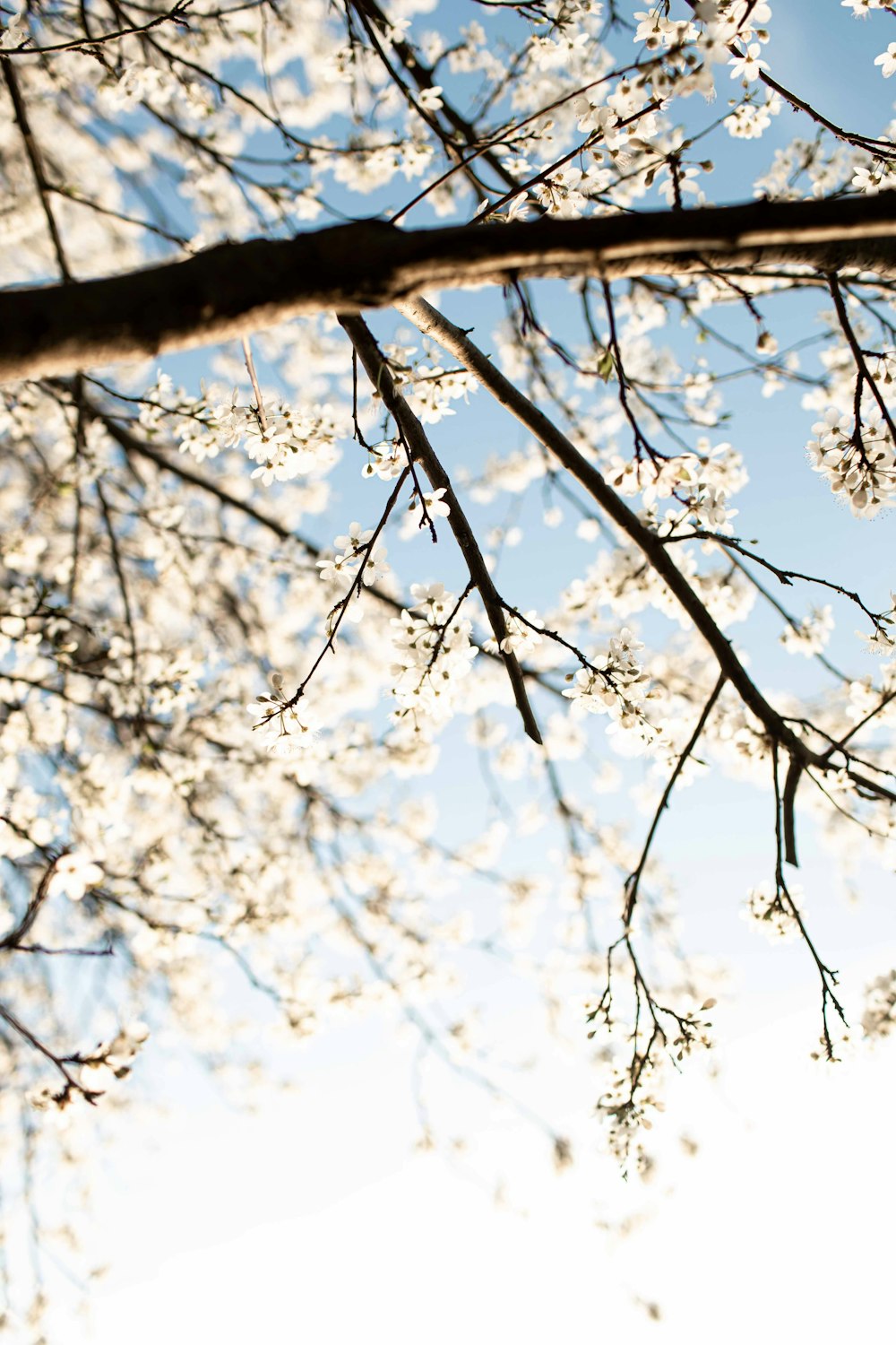 the branches of a tree with white flowers against a blue sky