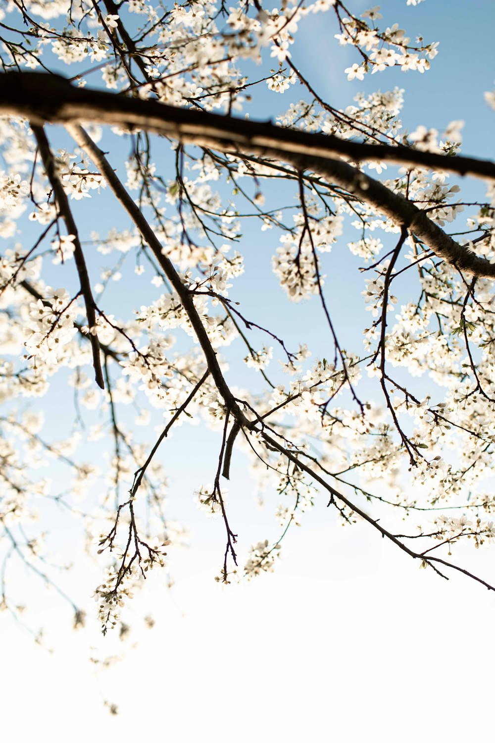 a bird is sitting on a branch of a tree