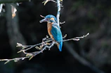 A vibrant kingfisher perched on a mangrove branch at dawn.
