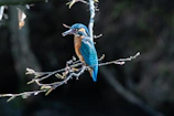 A close-up shot of a vibrant kingfisher perched on a branch by a river.