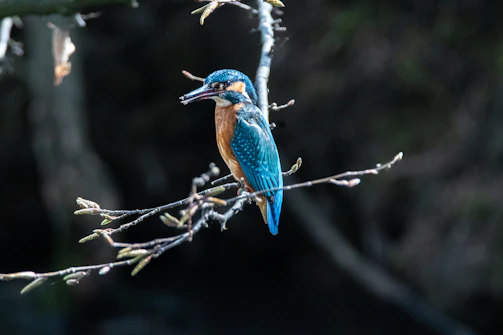 A close-up shot of a vibrant kingfisher perched on a branch by a river.