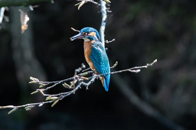A vibrant kingfisher perched on a mangrove branch at dawn.