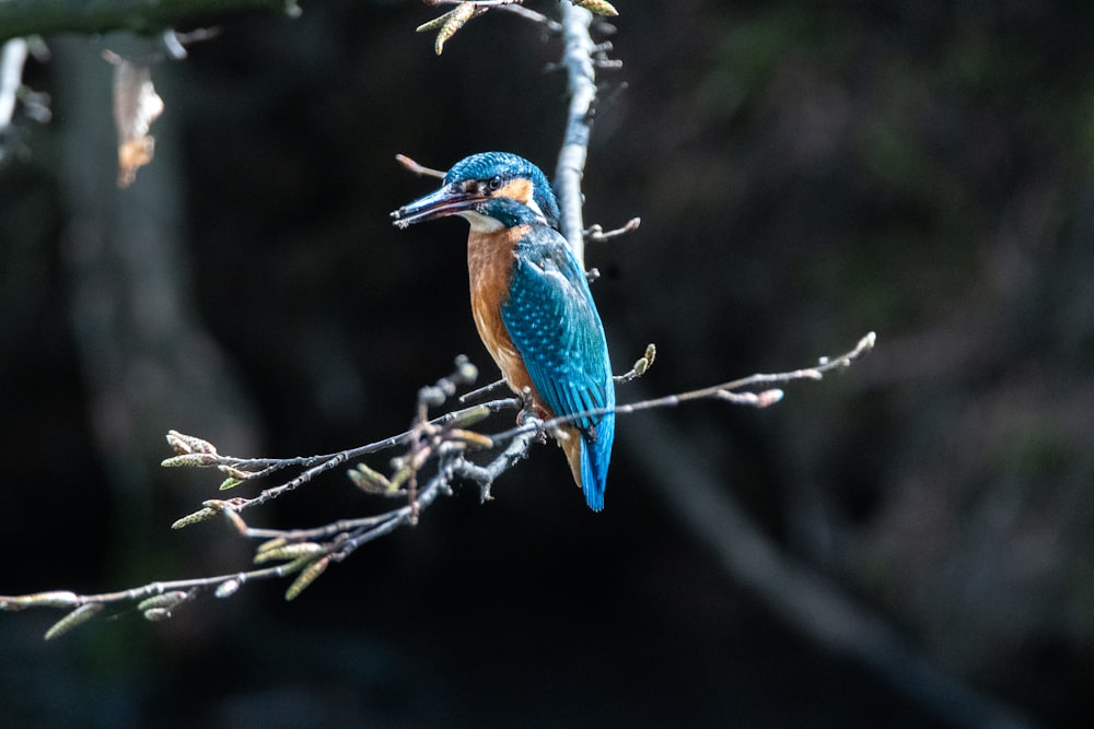 a small blue bird perched on a tree branch