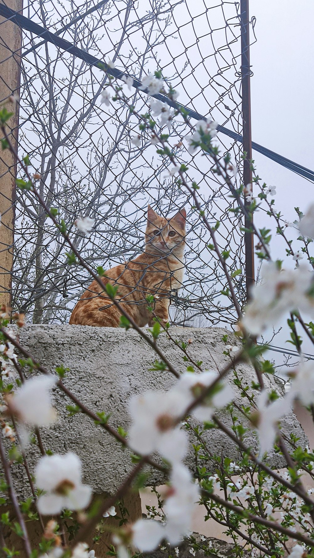 a cat sitting on top of a rock next to a tree