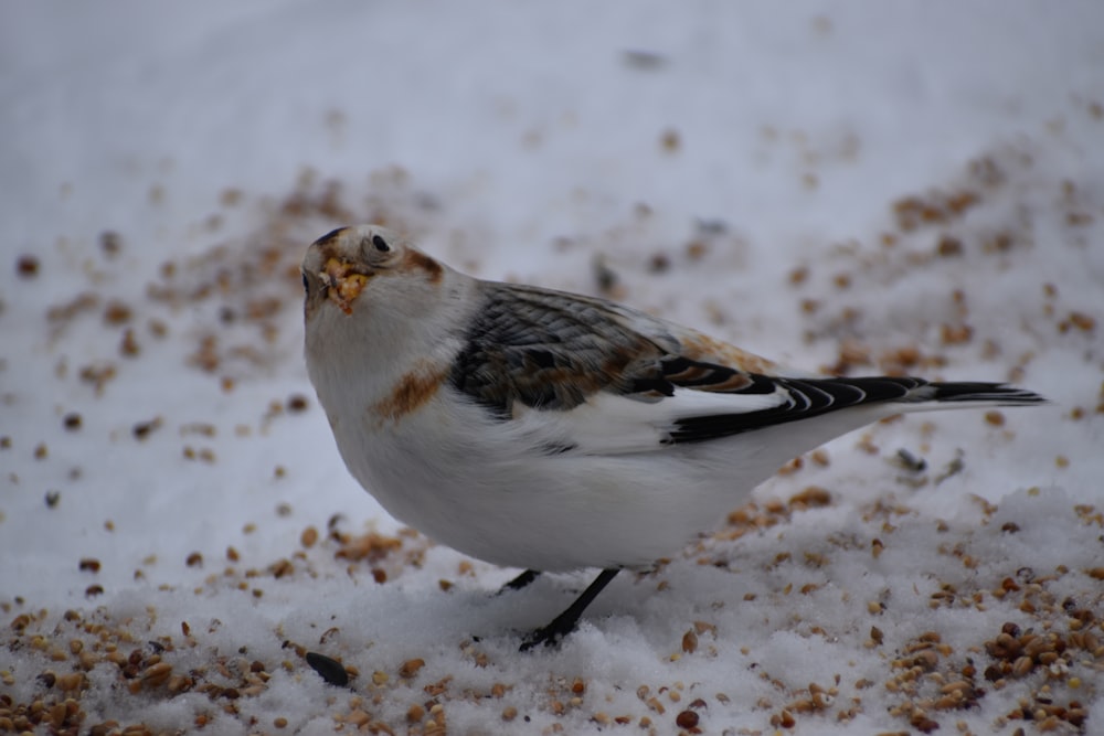 a small bird standing on top of snow covered ground