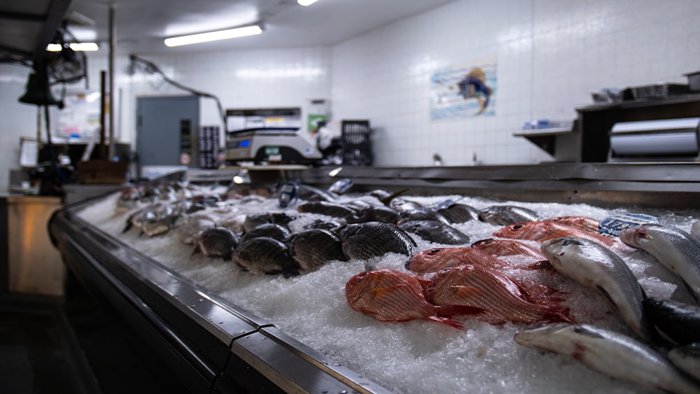 a bunch of fish that are on some ice