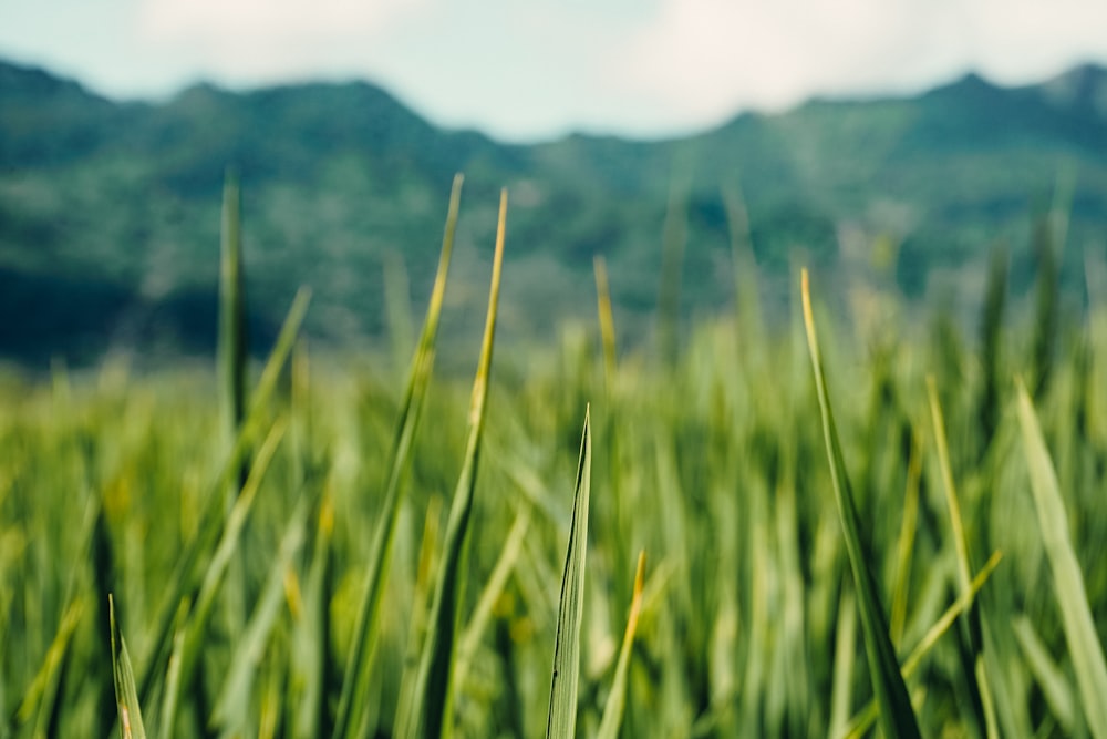 a field of green grass with mountains in the background