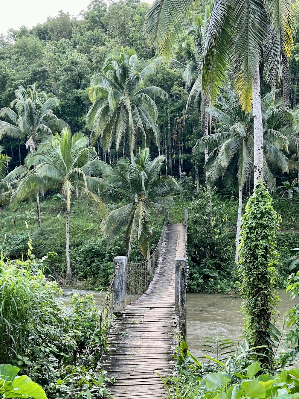 a wooden bridge over a river surrounded by palm trees
