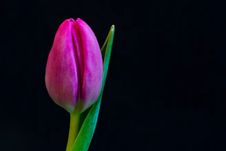 a single pink flower with a green stem