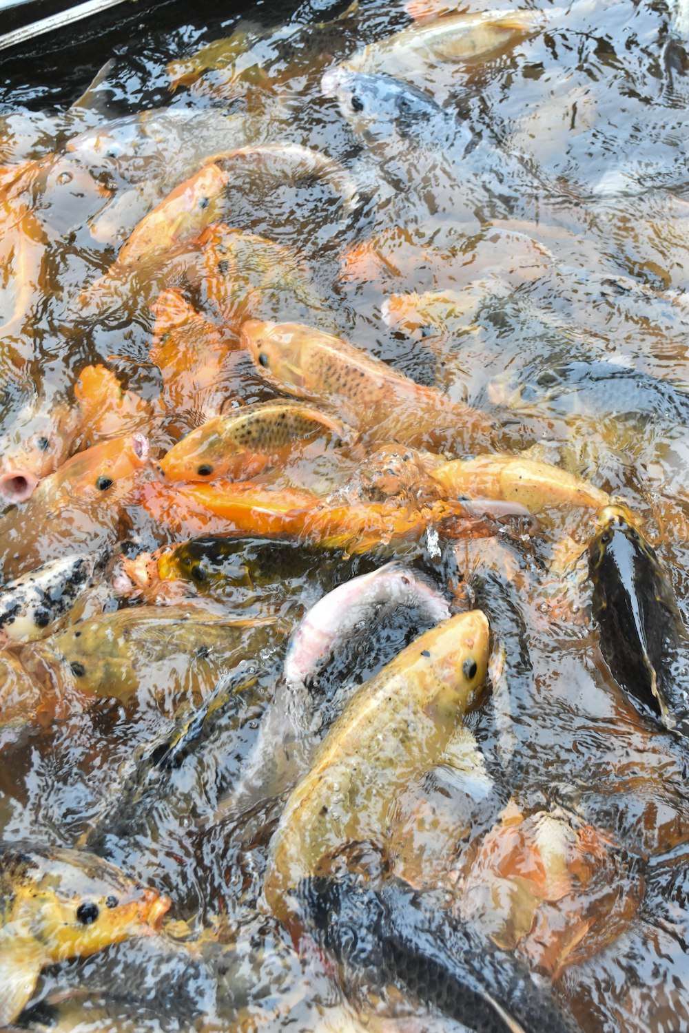 a bunch of fish that are in some water